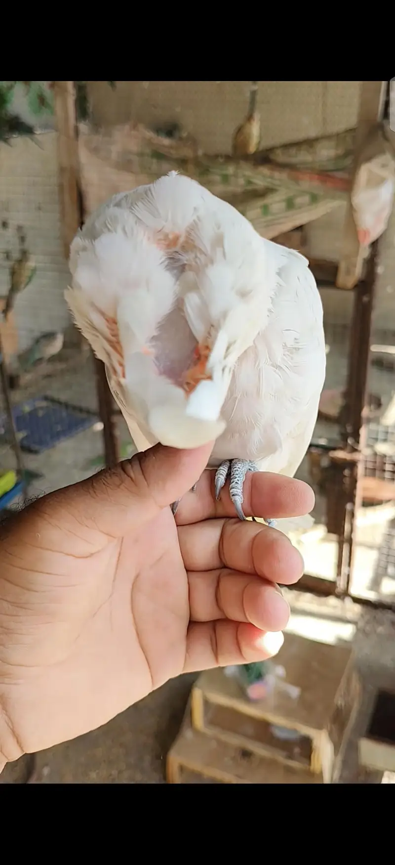 blue gold macaw green wing red macaw African grey Goffin cocatoo parot — photo 11