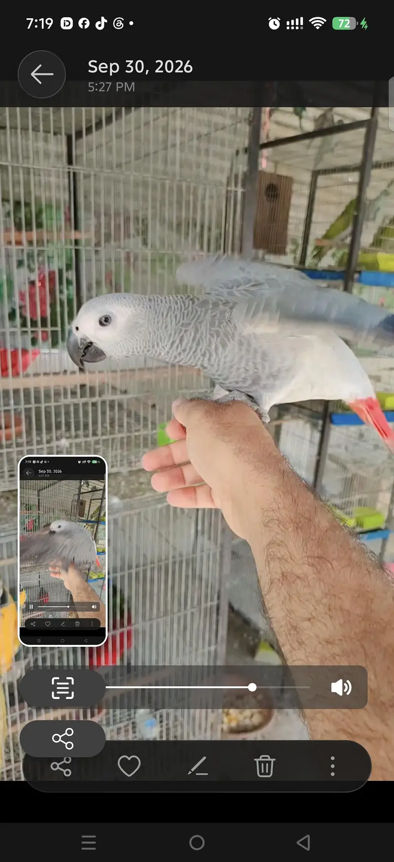 blue gold macaw green wing red macaw African grey Goffin cocatoo parot — photo 12