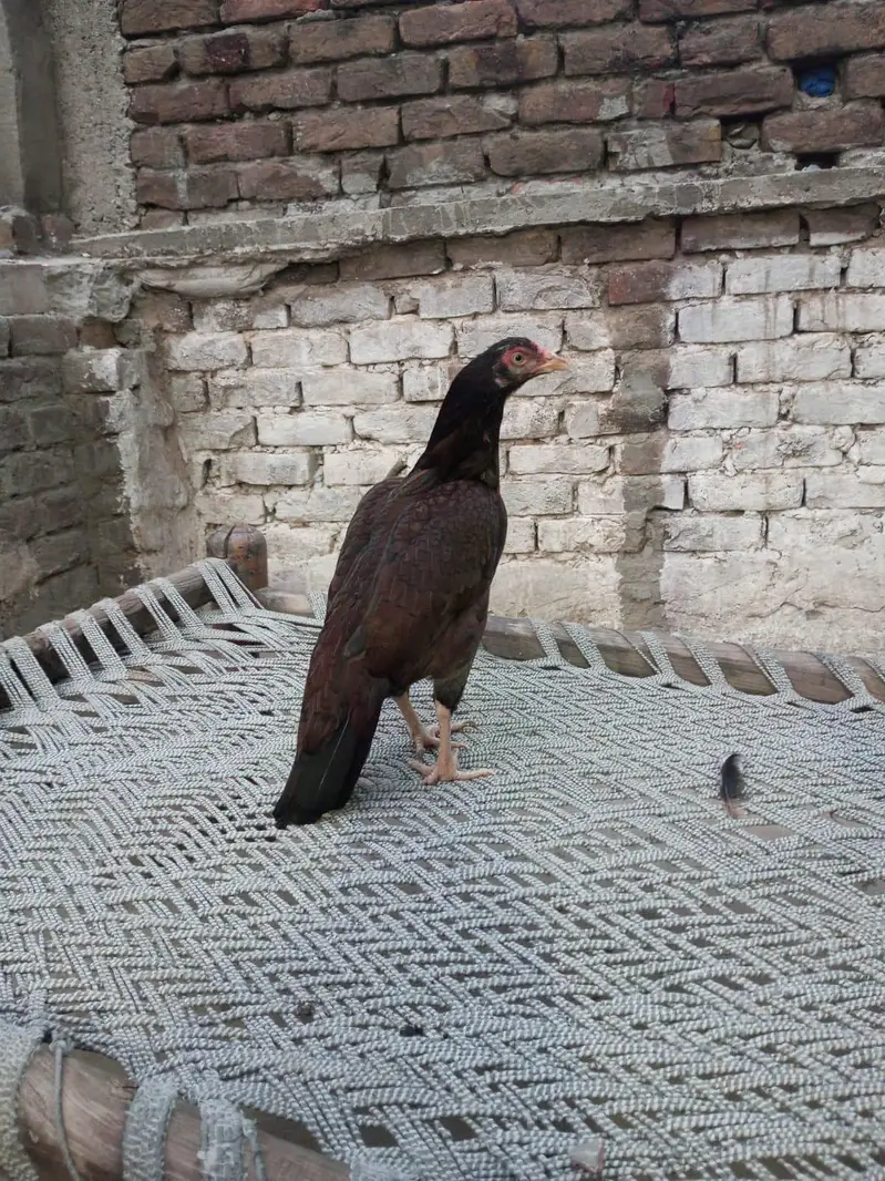 aseel nurgi — photo 2
