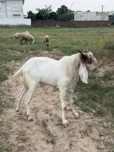 bakra for sale