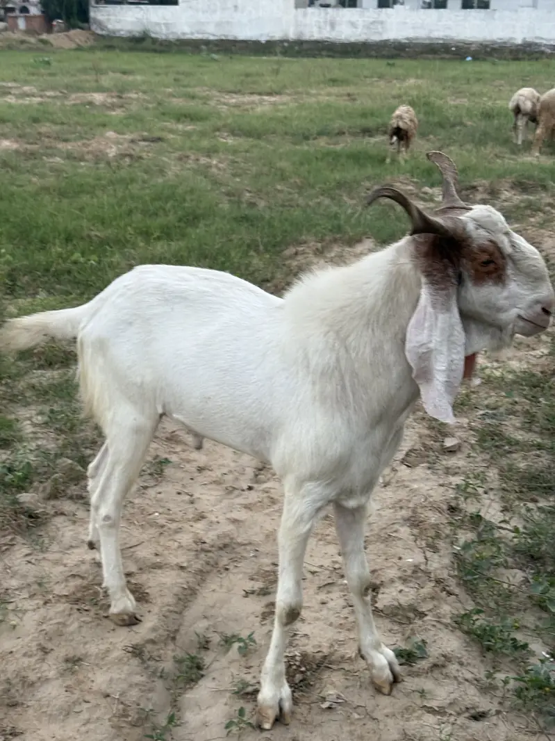 bakra for sale — photo 2