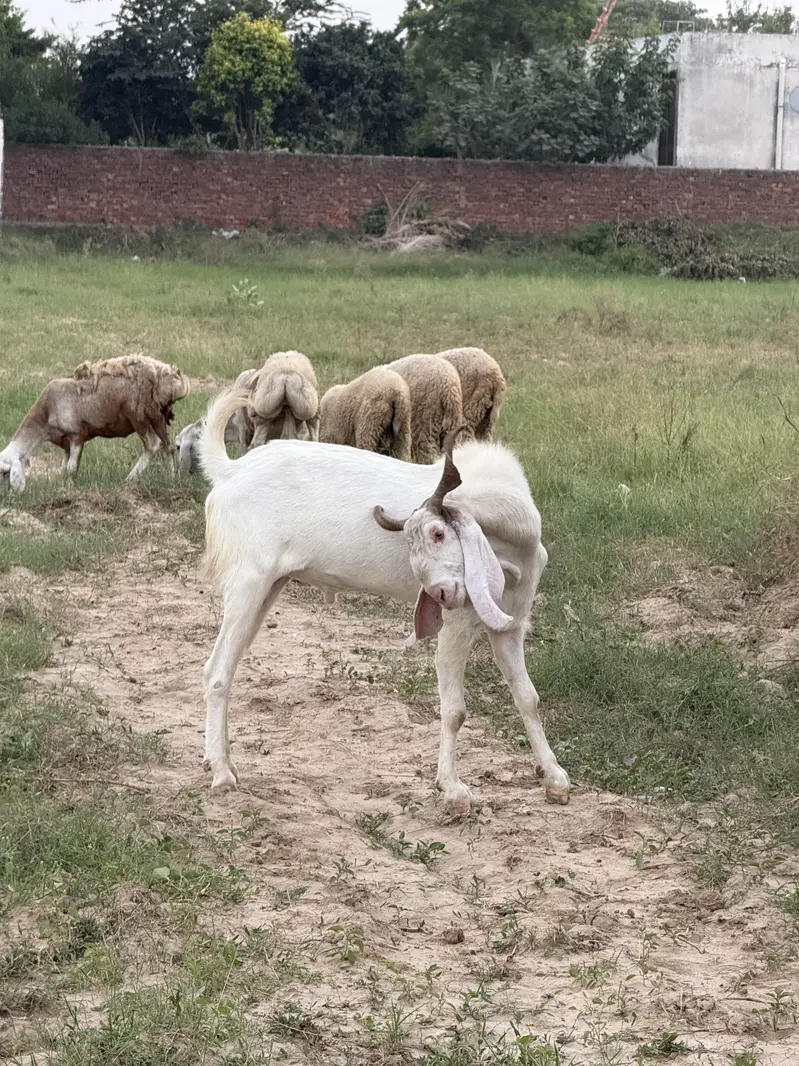 bakra for sale — photo 3