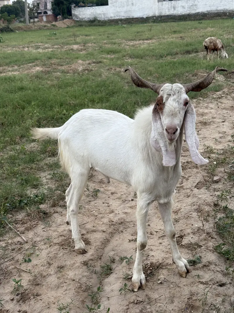 bakra for sale — photo 4