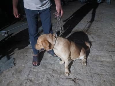 trained pet