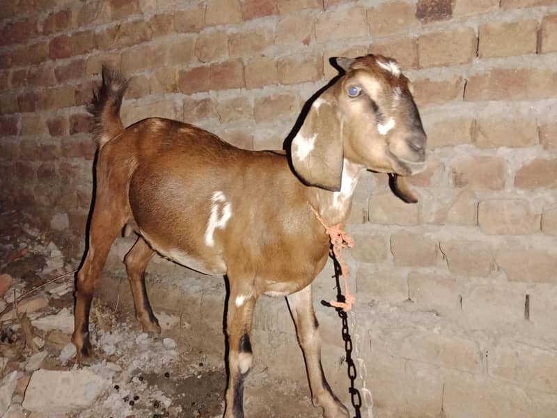 تین ماہ کی گبن ٹیڈی دیسی مکس دوغلی تین بچے دینے والی پہلن پٹھھ 0