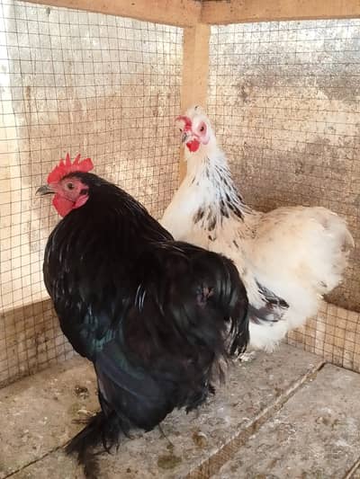 Top Quality bantam pair