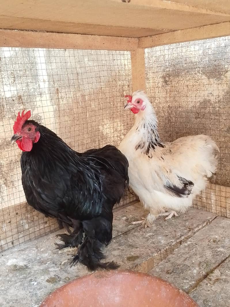 Top Quality bantam pair 1