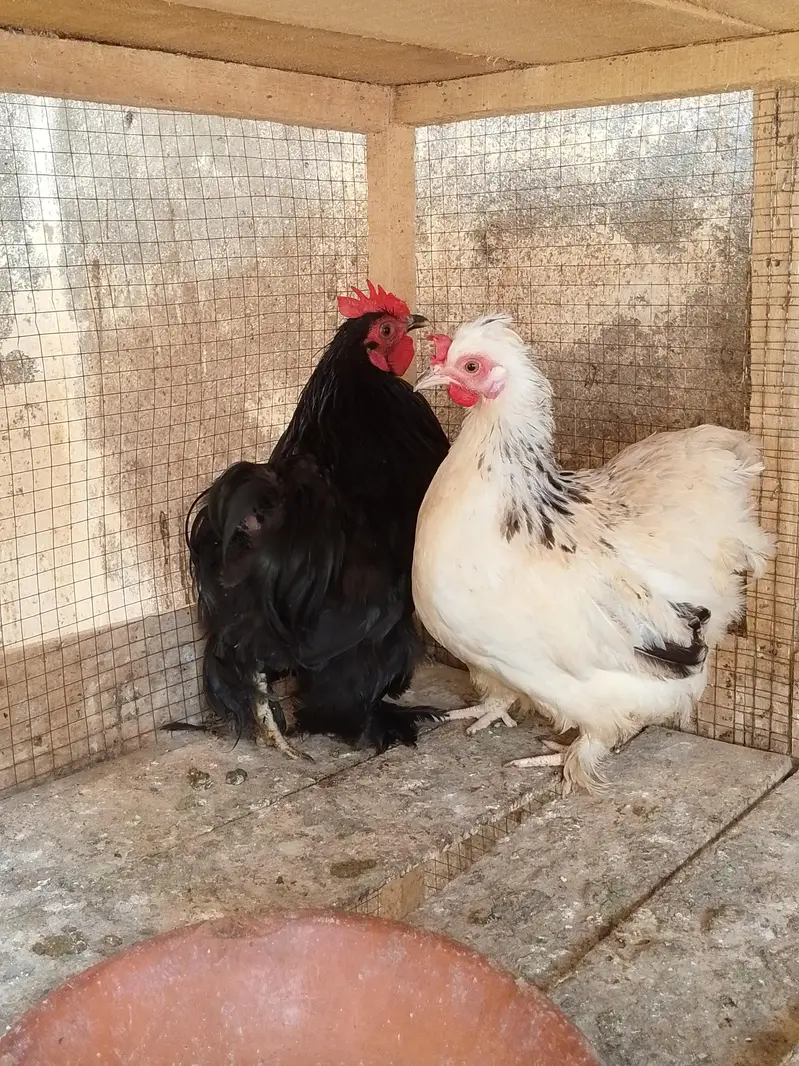 Top Quality bantam pair — photo 3