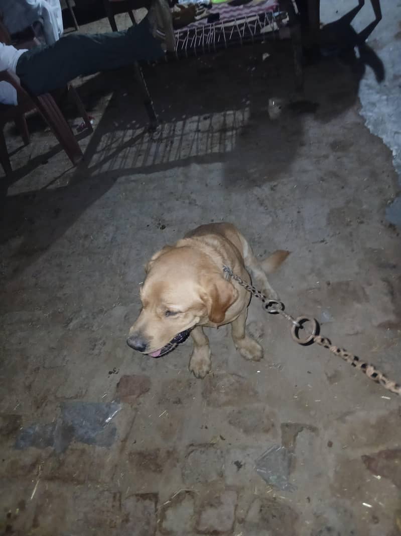 trained pet 1