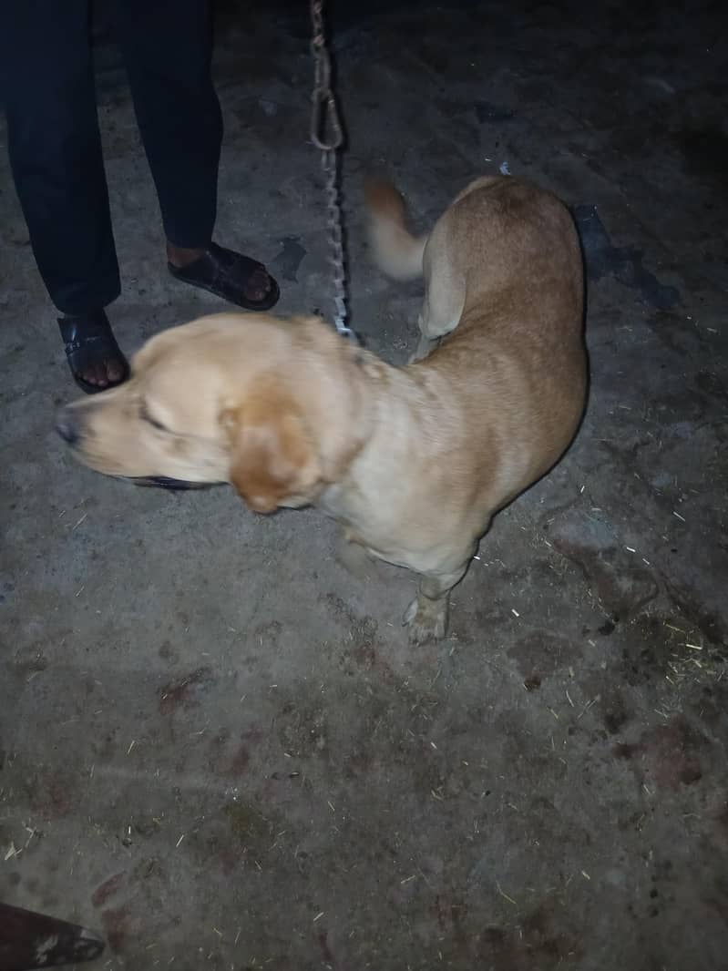 trained pet 2