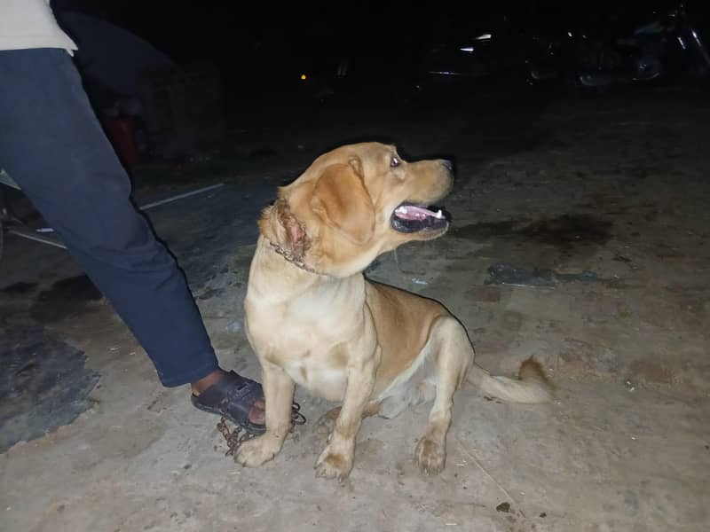 trained pet 3