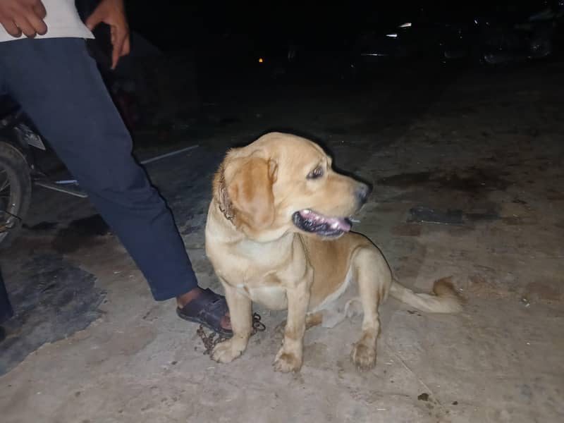 trained pet 4
