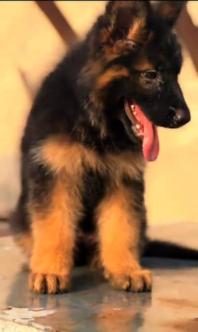 German Shepherd breed for sale mor WhatsApp. 0341,39,96,191
