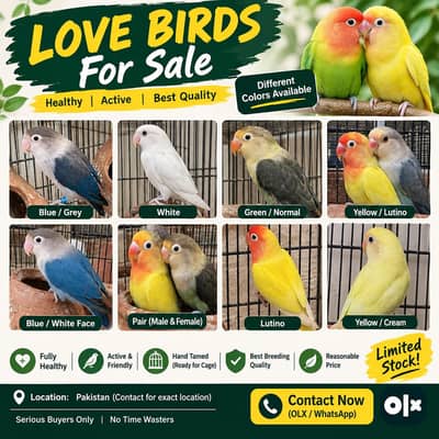 love birds