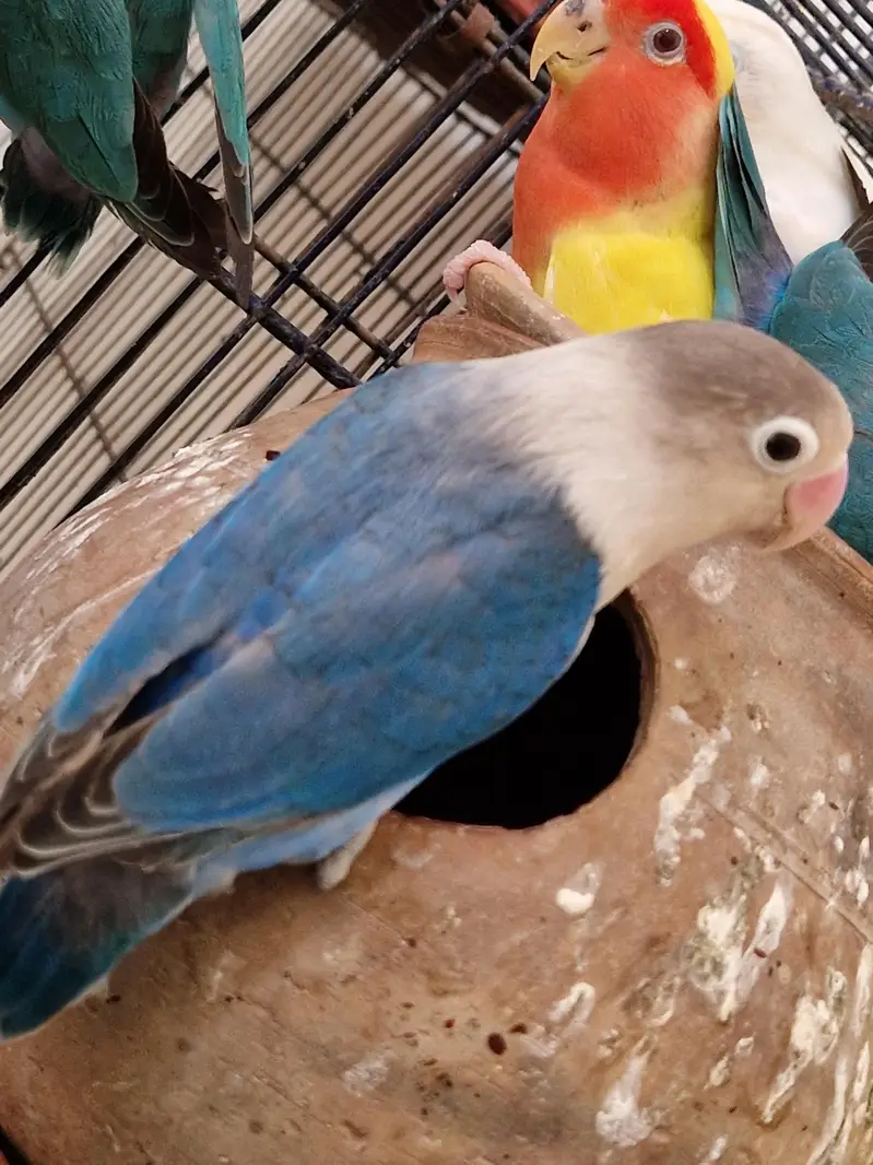 love birds — photo 2