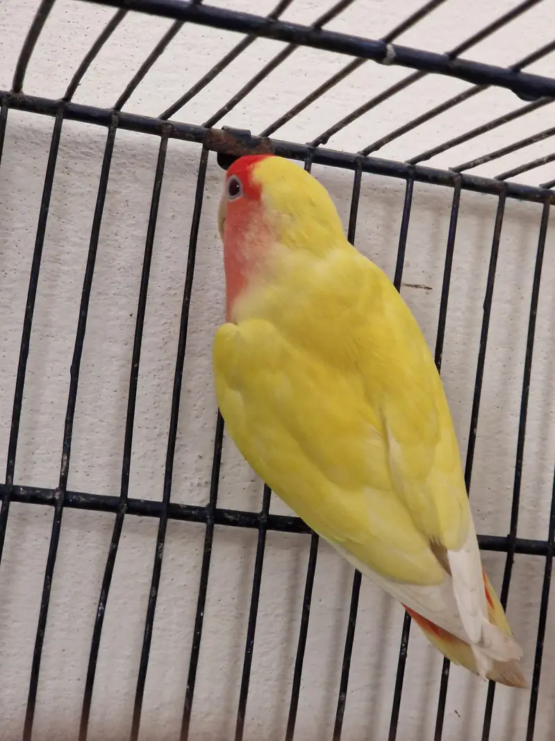 love birds — photo 3
