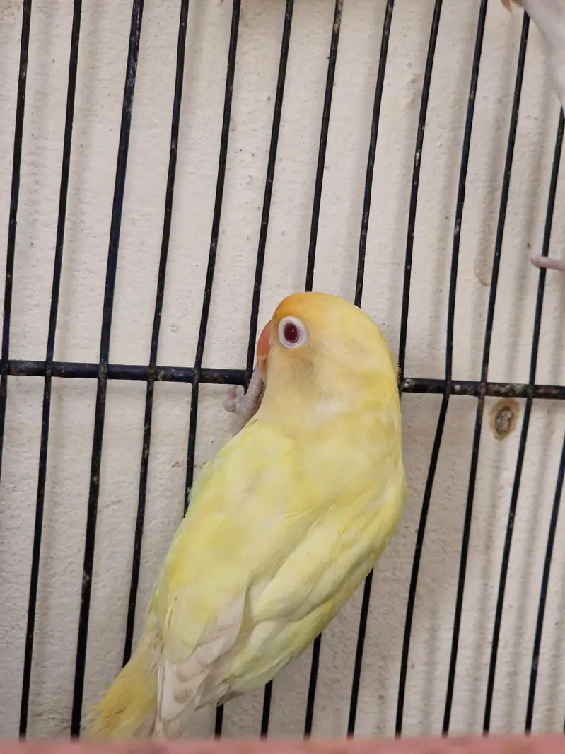 love birds — photo 4