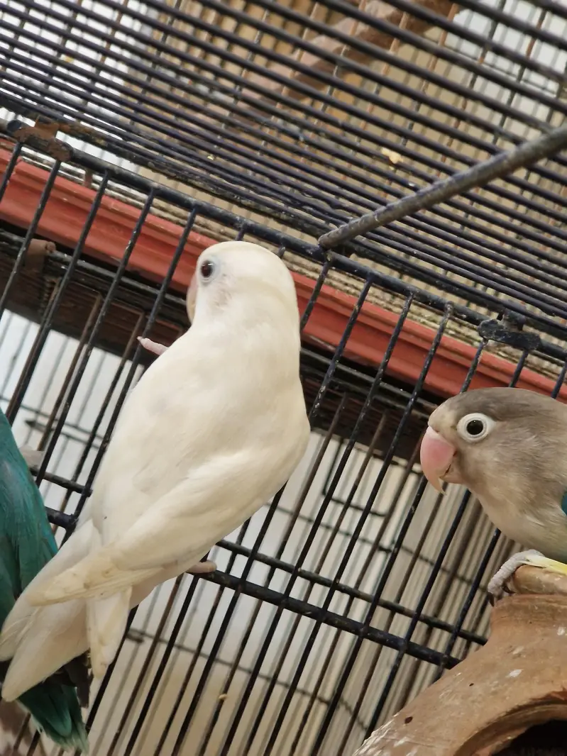 love birds — photo 5