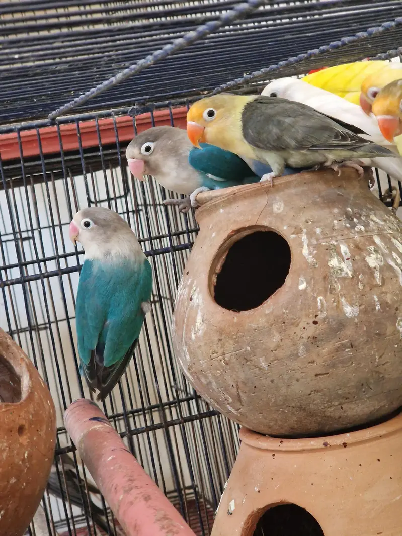 love birds — photo 6