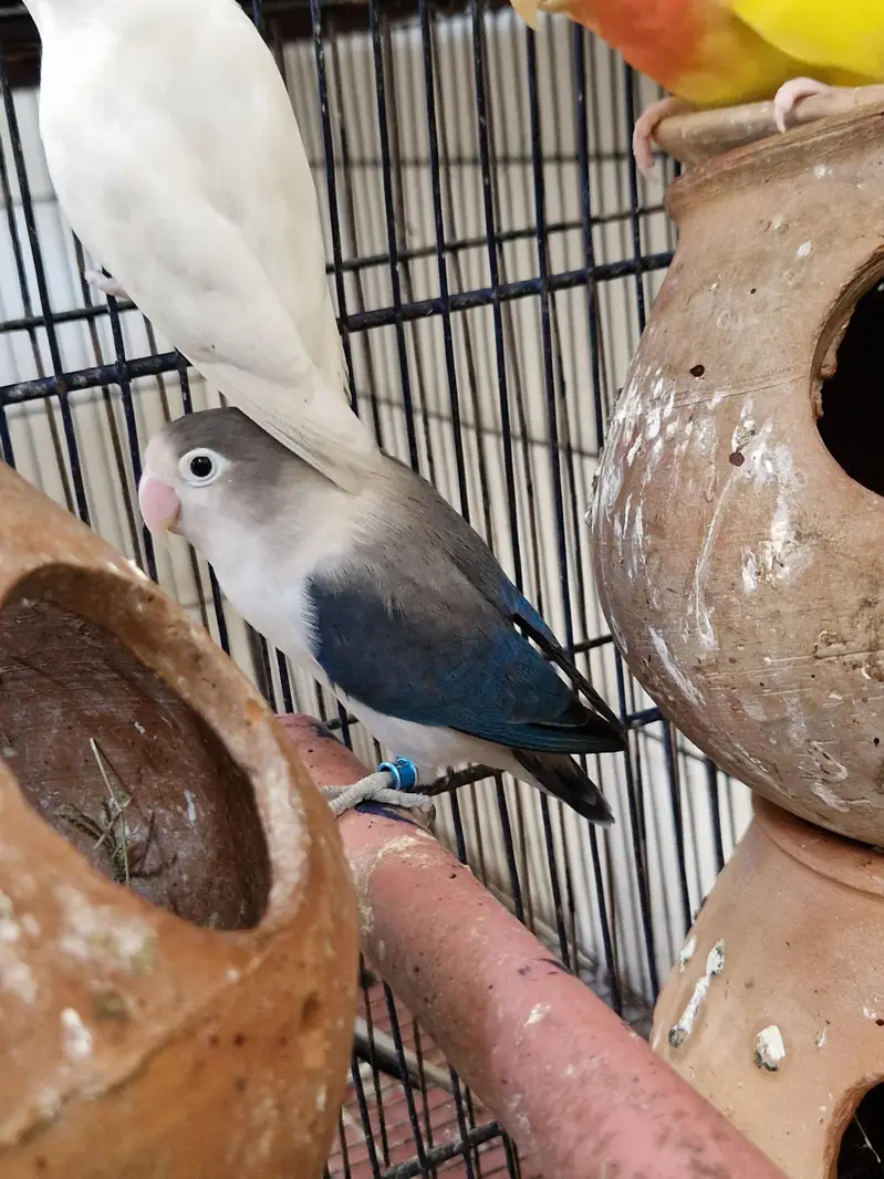 love birds — photo 7