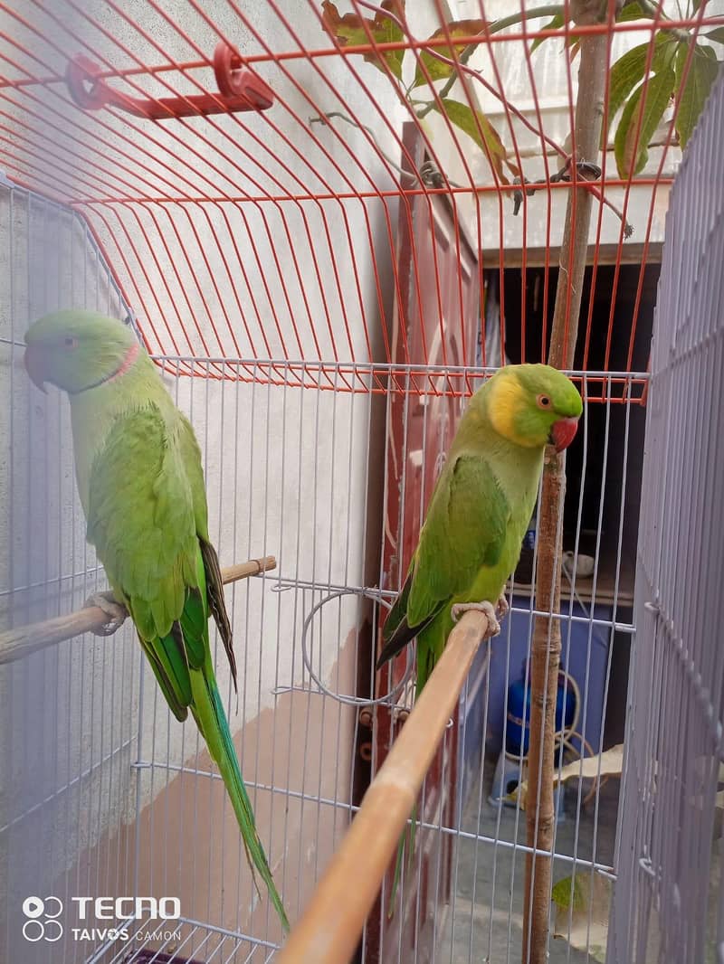 Green Ring Neck Pair 0