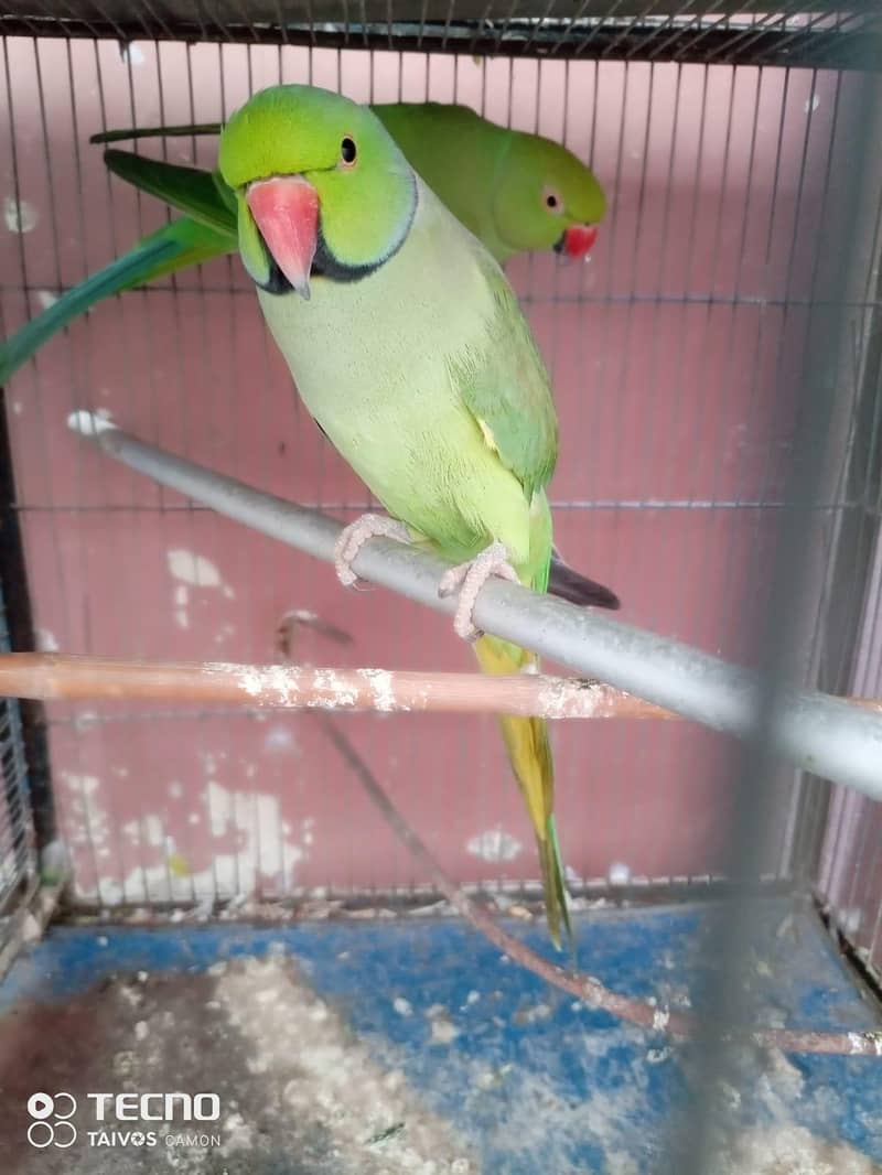 Green Ring Neck Pair 1