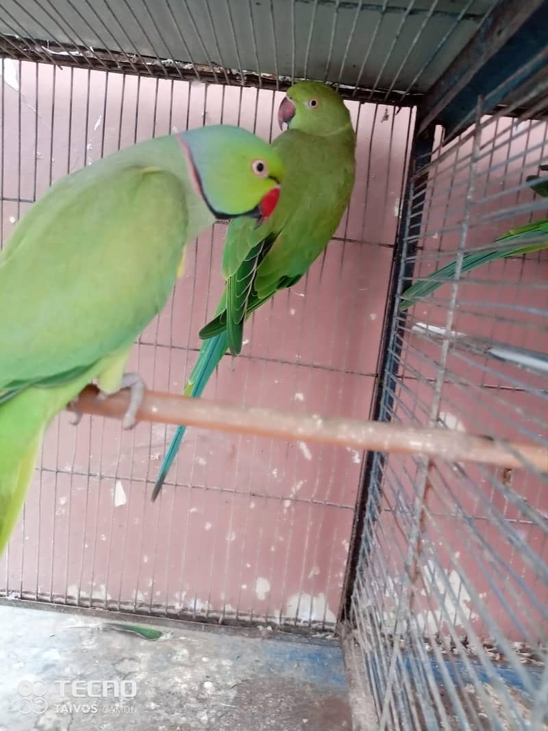 Green Ring Neck Pair 2