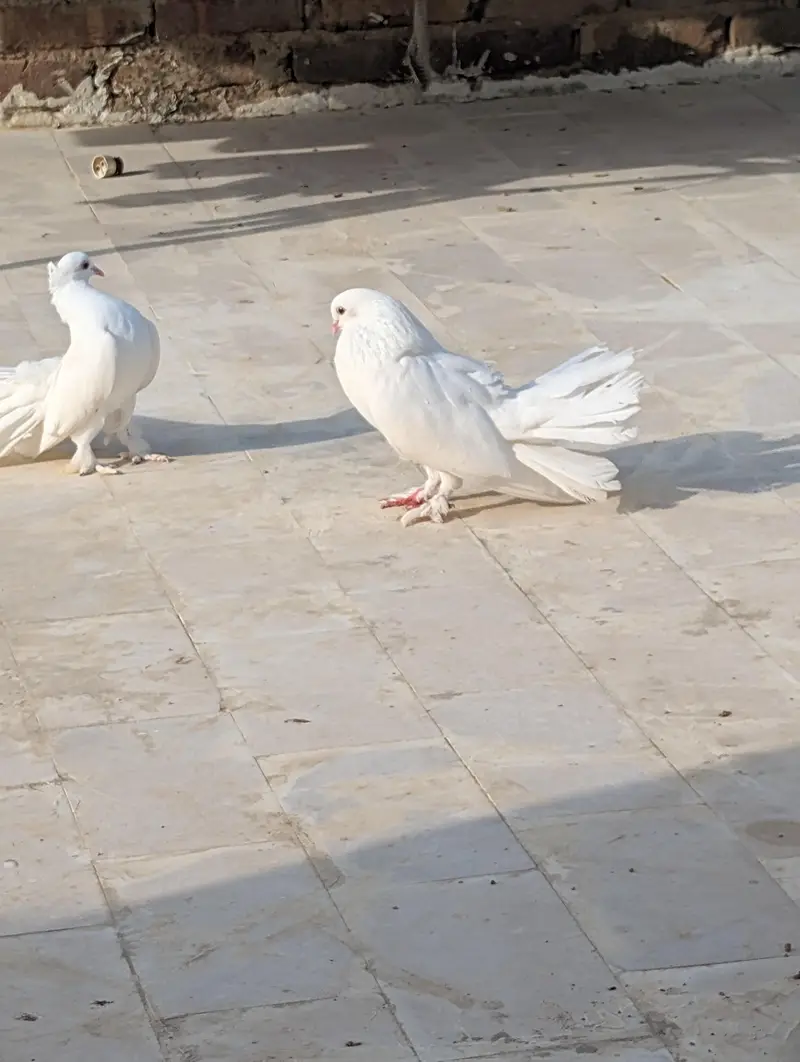 laka kabutar — photo 3
