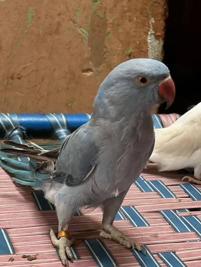 Yellow white Blue green ringneck