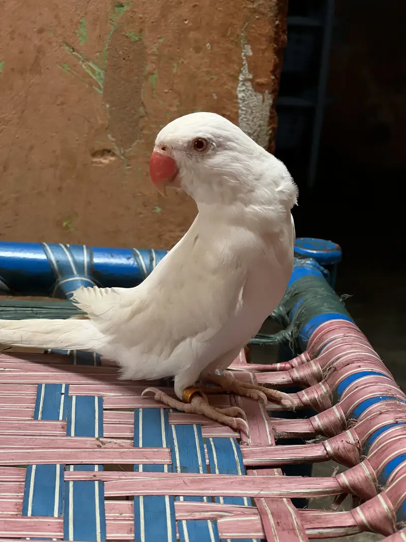Yellow white Blue green ringneck — photo 2