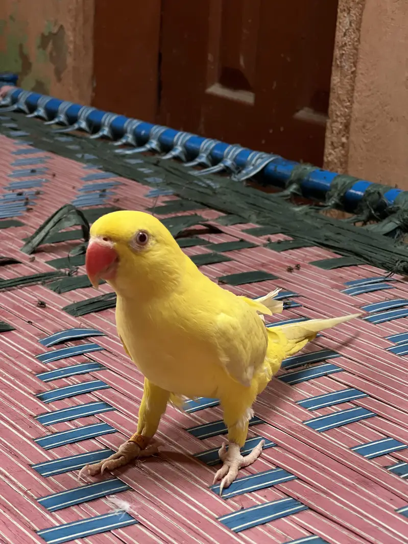 Yellow white Blue green ringneck — photo 3