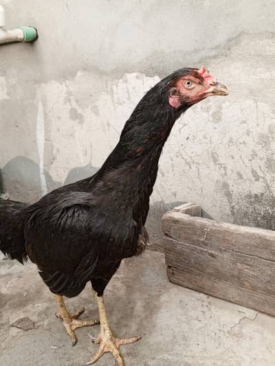 Pure aseel Madi for sale mashAllah full active 100%
