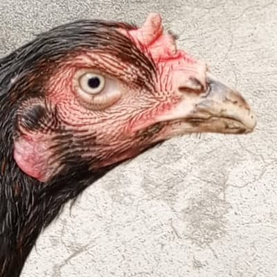 Pure aseel Madi for sale mashAllah full active 100%