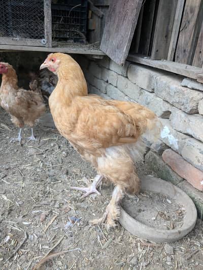 For sale, Heavy Buff And laying/fancy hens