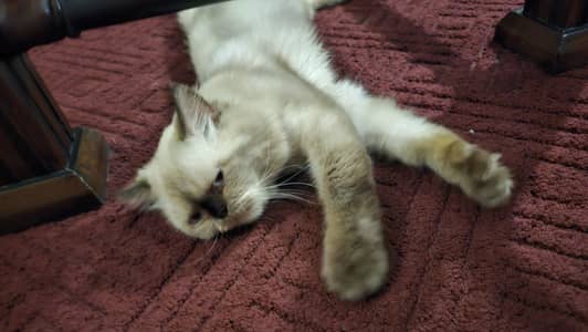 Rare Breed Well Maintained Cat For Sale