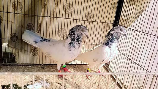 Pigeon kabli pair with 2 chicks