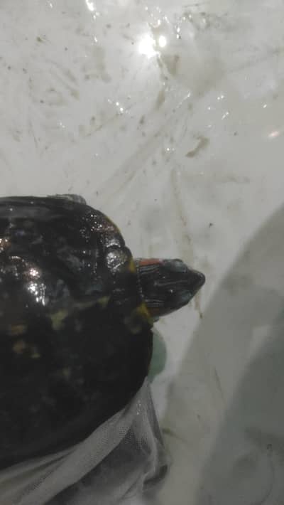 Red eye Turtle