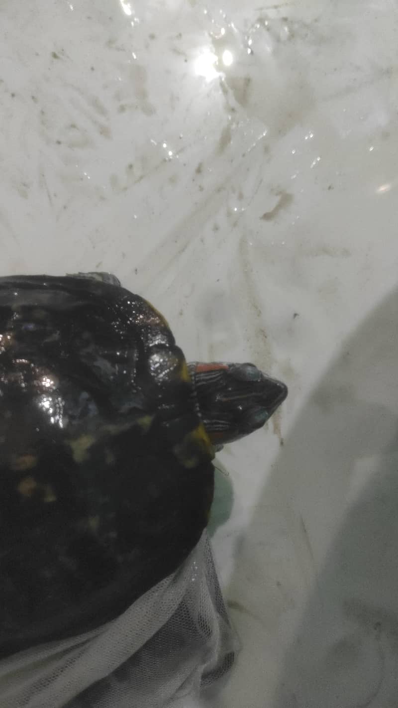 Red eye Turtle 0