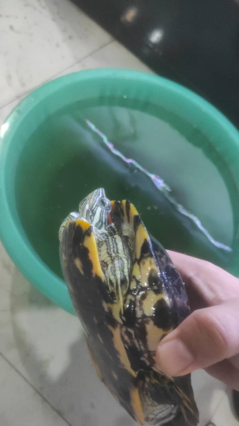 Red eye Turtle 1