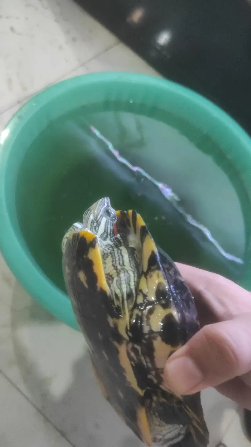 Red eye Turtle — photo 2