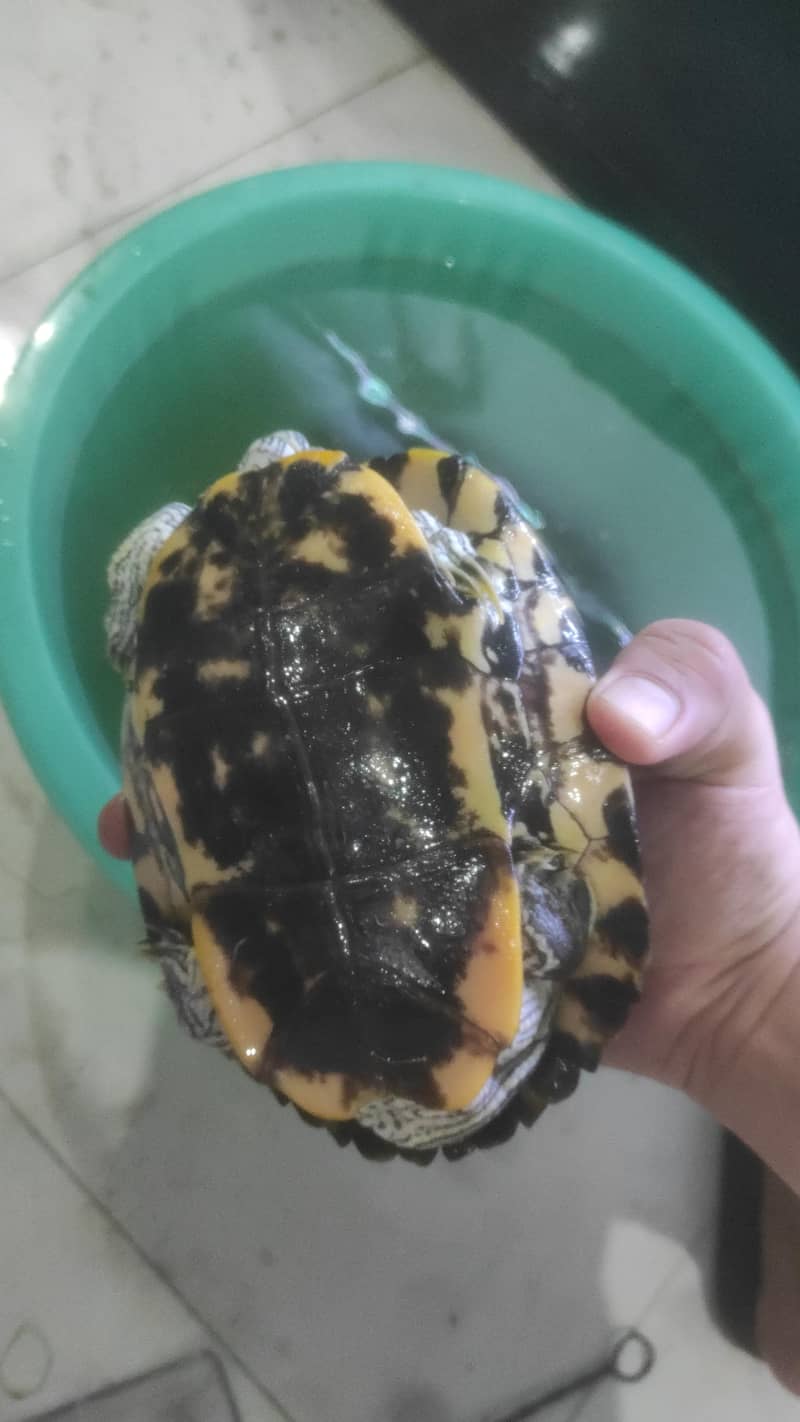 Red eye Turtle 2