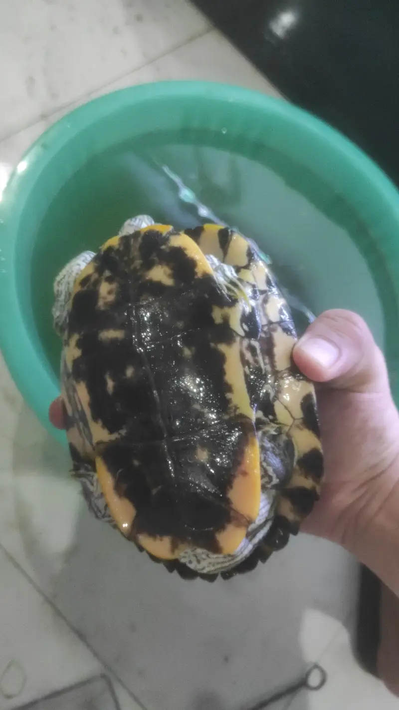 Red eye Turtle — photo 3