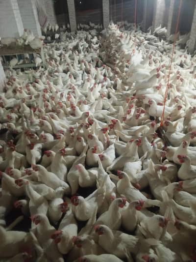 eggs sale