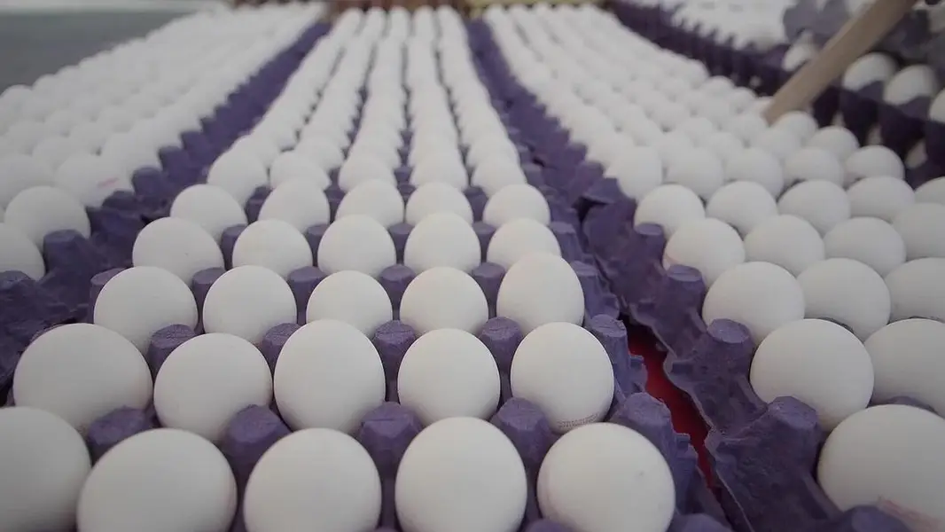 eggs sale — photo 3