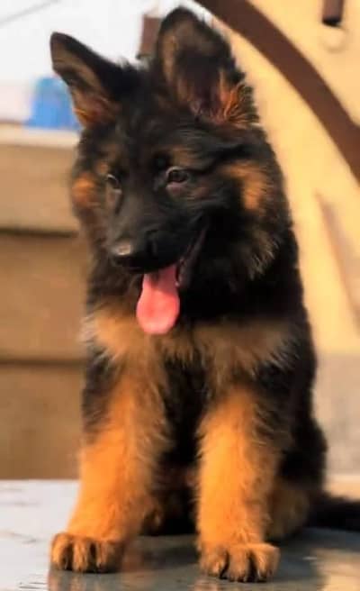 Breed: Pure German Shepher /gsd03423532758 WhatsApp