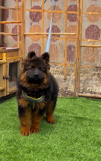 German Shepherd breed for sale mor WhatsApp. 0341,39,96,191