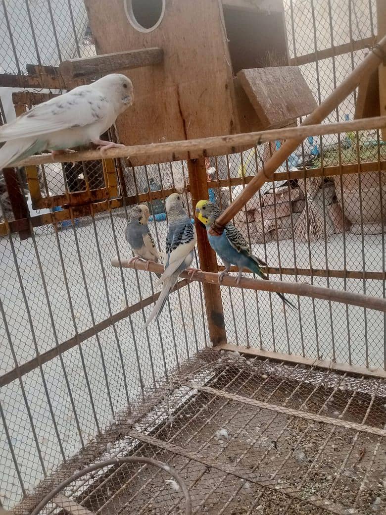 all bards sall 6