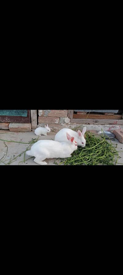Red eyes white rabbit