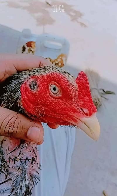 aseel mianwali jawa