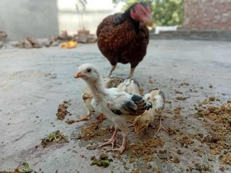 aseel mianwali jawa — photo 2